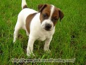 JackRussell