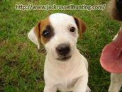 JackRussell