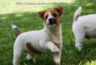 JackRussell