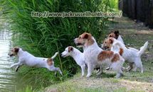 JackRussell