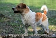 JackRussell