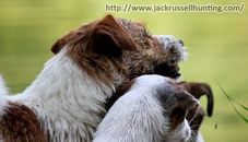 JackRussell